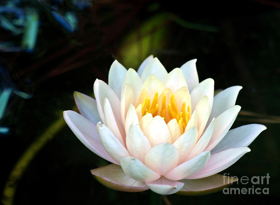 Elegant White Water Lily Photograph by Ken Frischkorn