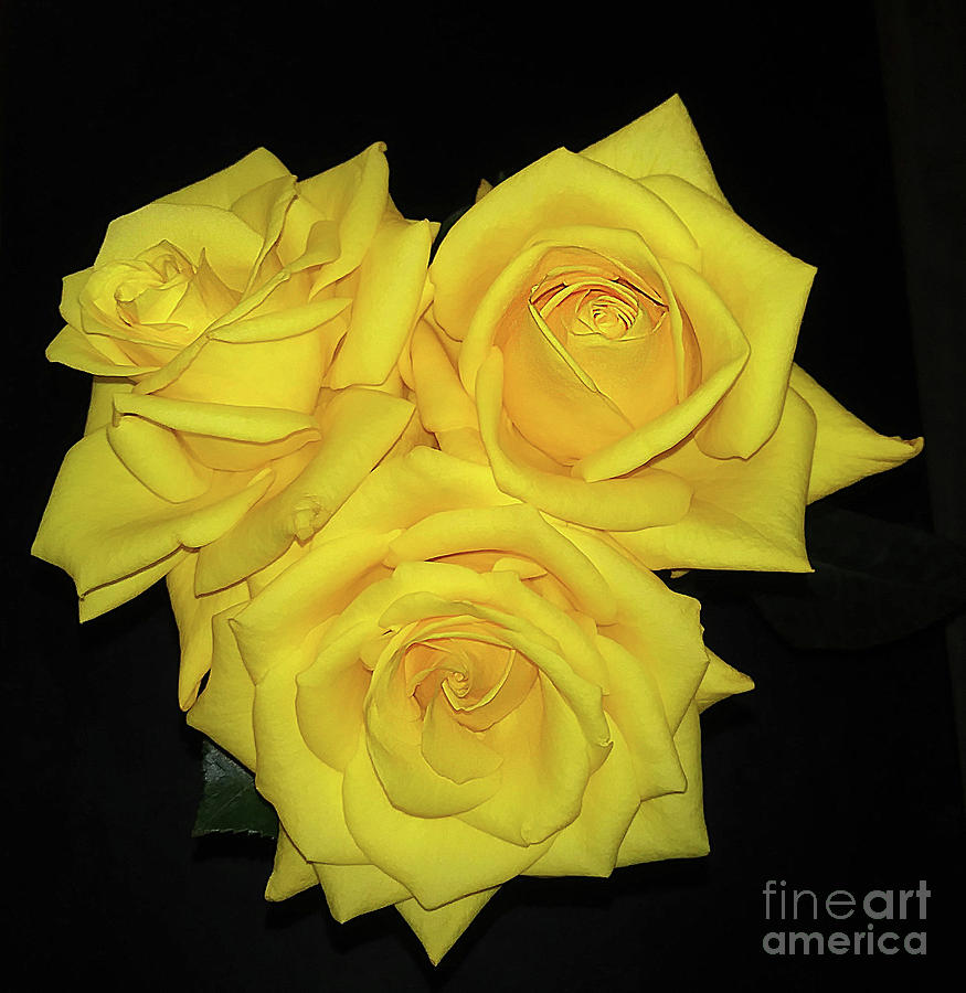 Elegant Yellow Roses Photograph by Rita Brown