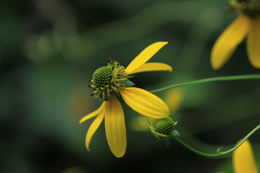 Elegant Yellow Wild Flower Photograph by Karen Ruhl