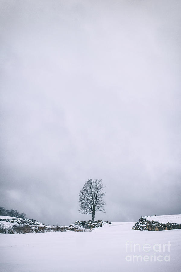 Winter Photograph - Elements Of Silence by Evelina Kremsdorf