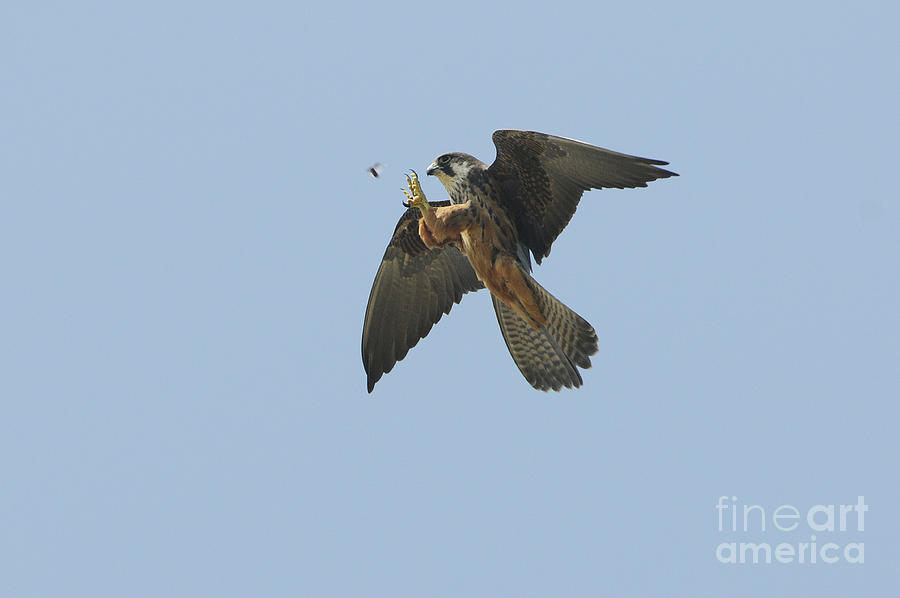 Falcon Photograph - Eleonoras Falcon by Richard Brooks/FLPA