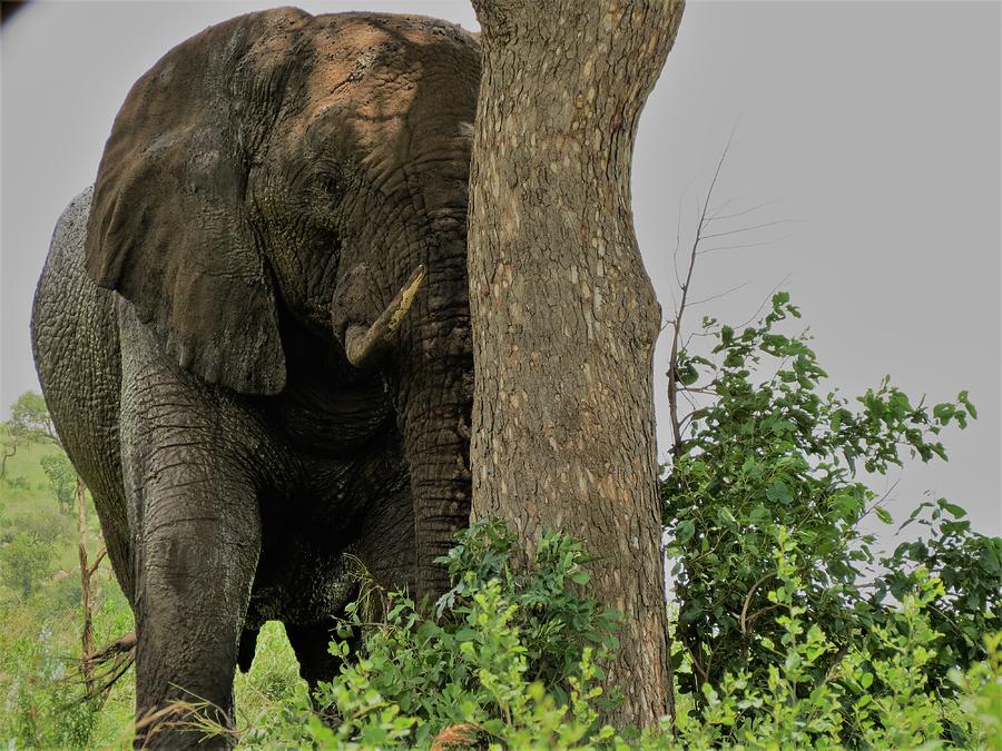 Elephant  1 Photograph by Vijay Sharon Govender