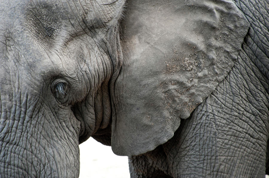 Elephant 2 Photograph by Adele Aron Greenspun
