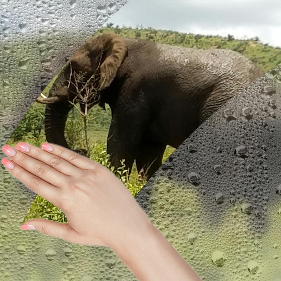 Elephant 2 Digital Art by Vijay Sharon Govender