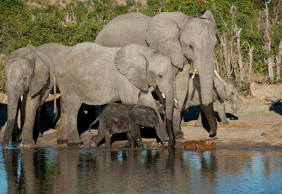 Elephant 3 Photograph by Adele Aron Greenspun