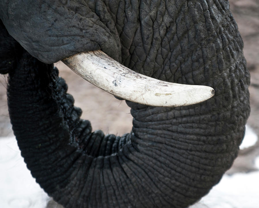 Elephant Photograph by Adele Aron Greenspun