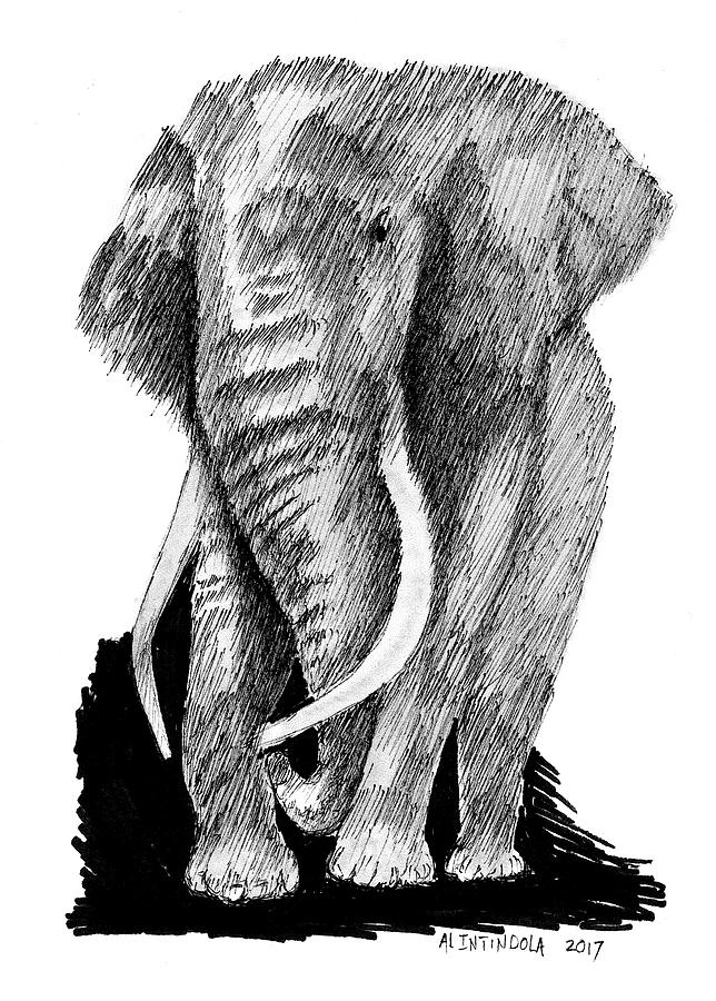 Elephant Drawing by Al Intindola