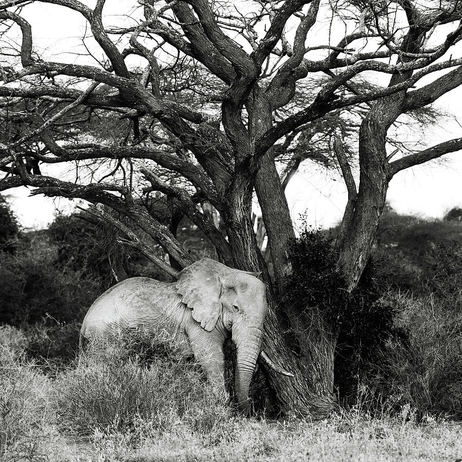 Elephant and a Tree Photograph by Vicki Jauron - Fine Art America