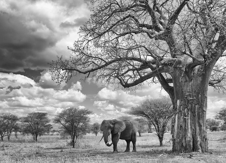 Elephant and Baobab Photograph by Max Waugh