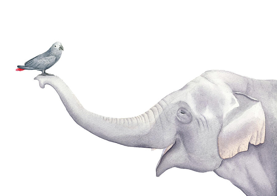 Elephant and Bird Watercolor Painting by Zapista OU | Fine Art America