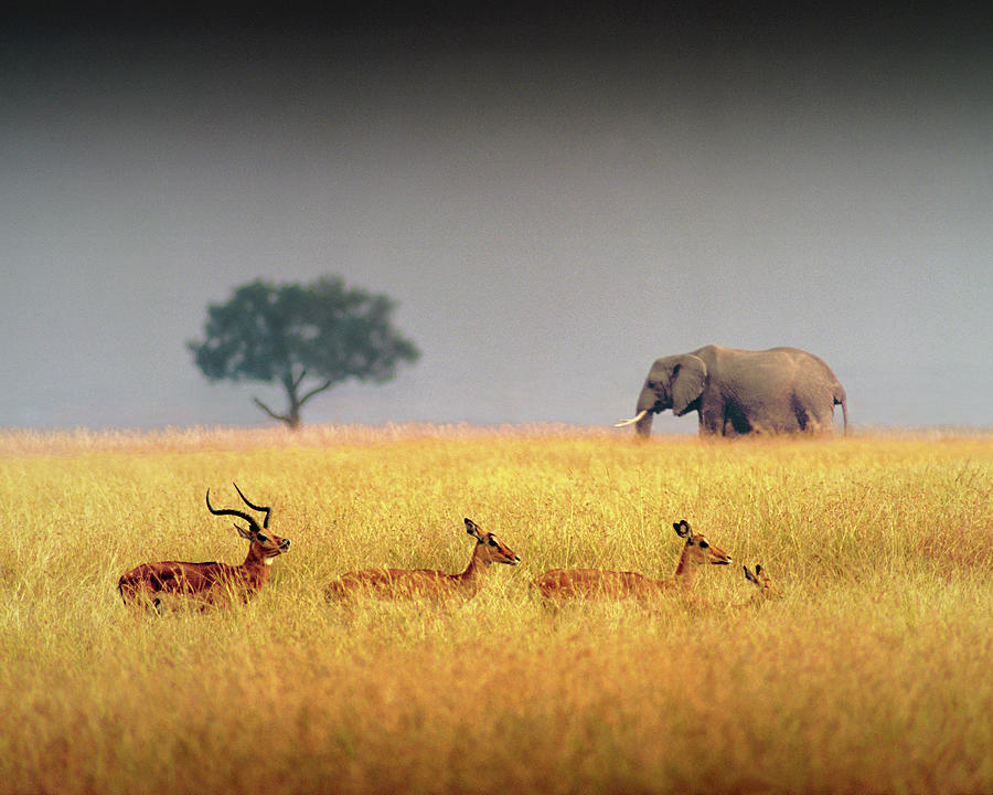 Elephant and Impala Photograph by Don Schimmel