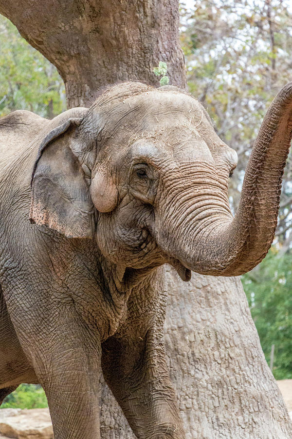 Elephant and Tree Trunk Photograph by Steven Jones - Fine Art America