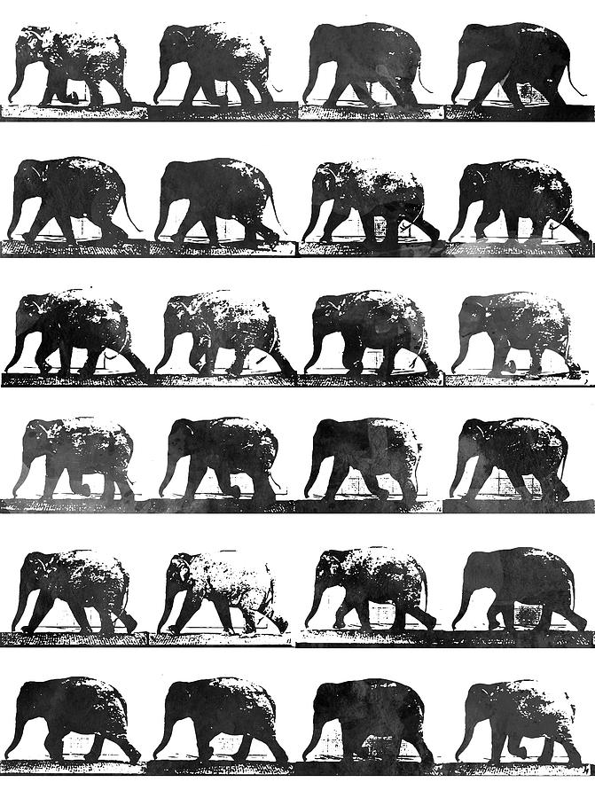 Elephant Animal Locomotion - Bw Digital Art
