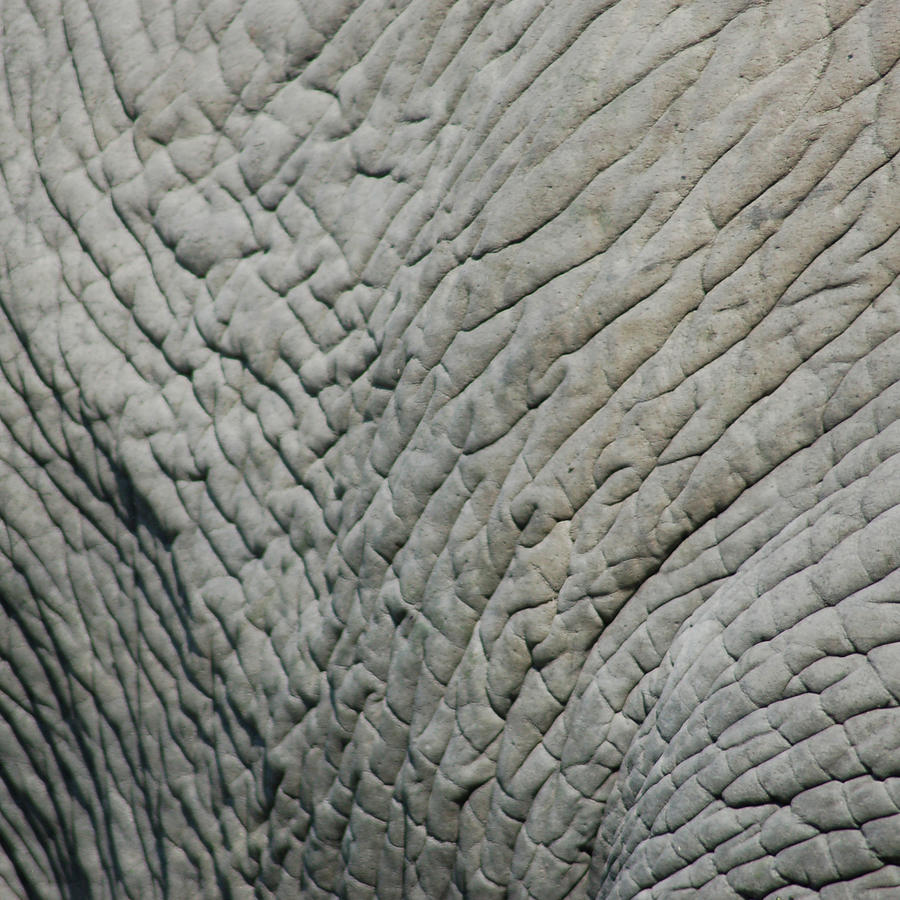 Elephant - Animal Textures Photograph by Naomi Hargrave