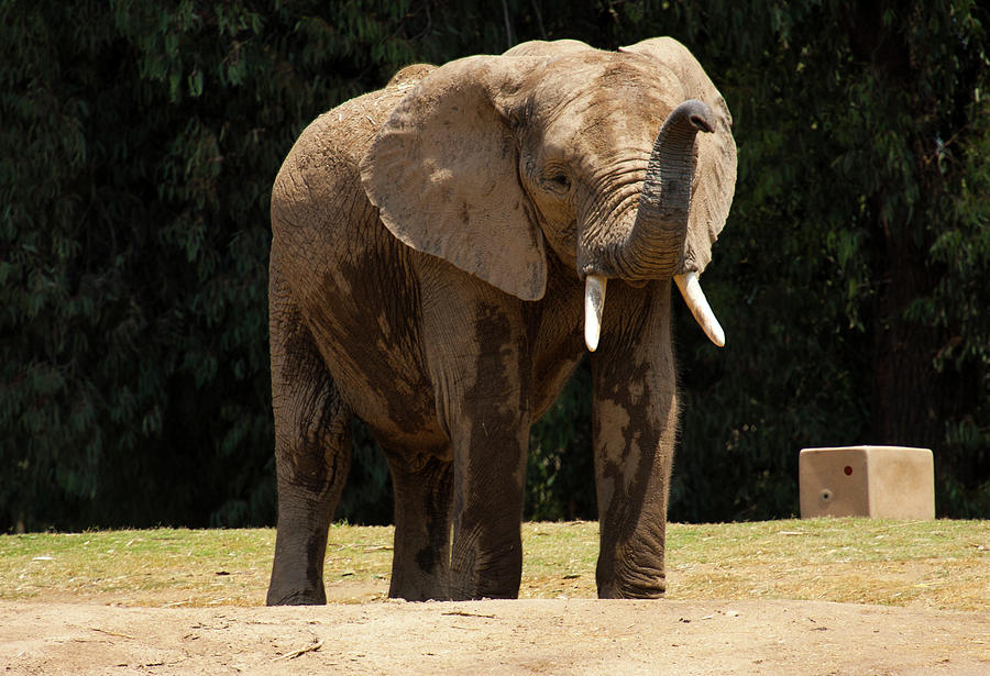 Elephant Photograph by Anthony Jones