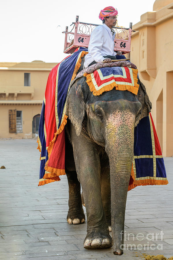 Elephant at Amber Fort 01 Photograph by Werner Padarin