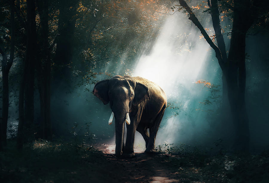 Elephant At Daybreak Photograph by Mountain Dreams