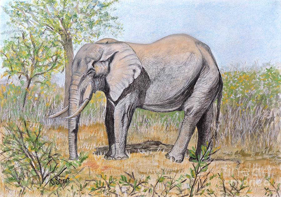 Elephant Drawing - Elephant at Letaba by Caroline Street