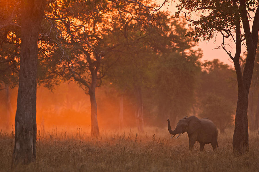 Elephant at sunset Photograph by Johan Elzenga