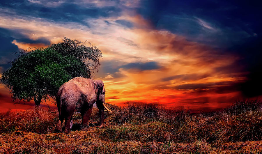 Elephant At Sunset Photograph by Mountain Dreams