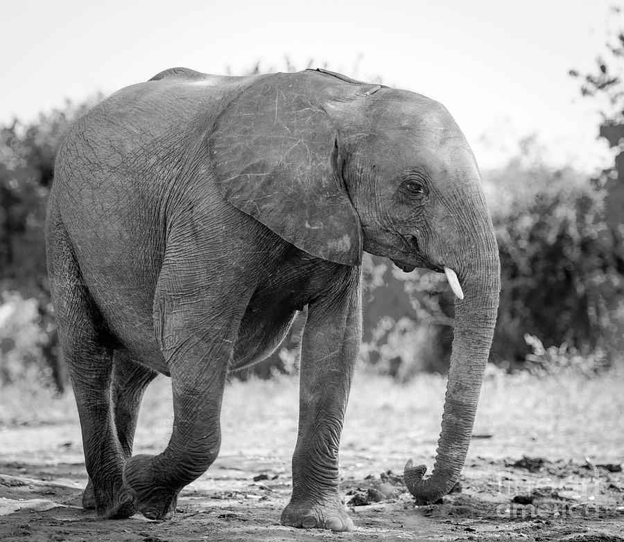 Elephant Baby Calf In Wild Black And White Photograph