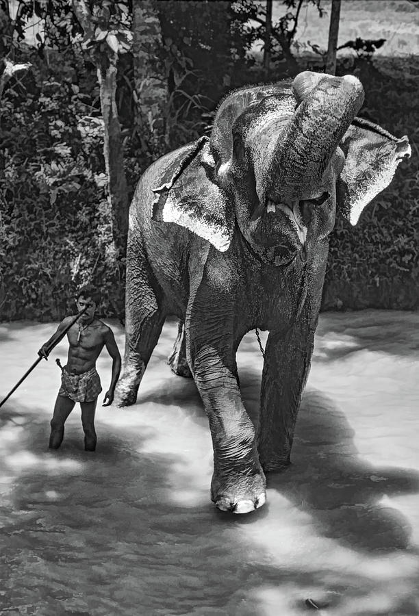 Elephant Bath 2 bw Photograph by Steve Harrington