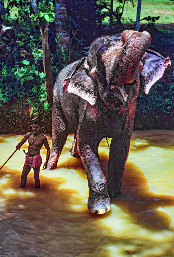 Elephant Bath 2 Photograph by Steve Harrington