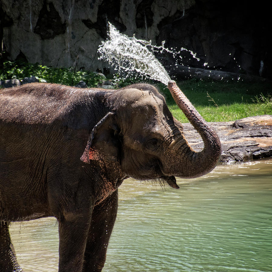 Summer Photograph - Elephant Bath Day by Greg and Chrystal Mimbs