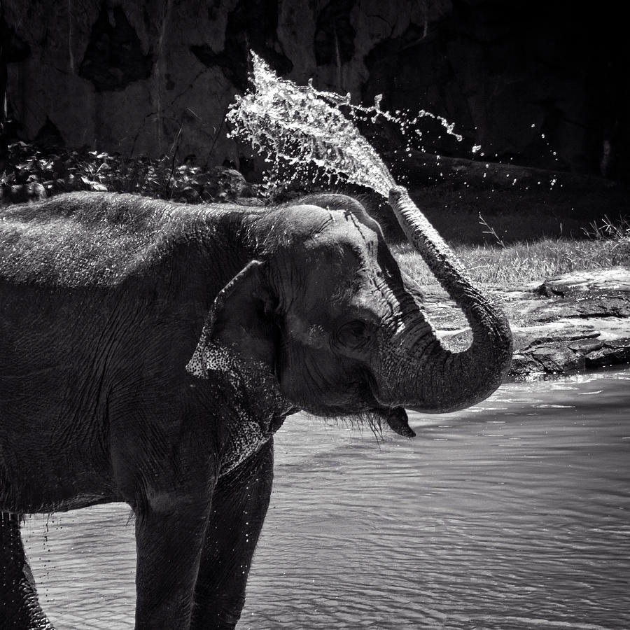 Elephant Bath Day In Black and White Photograph by Greg and Chrystal Mimbs