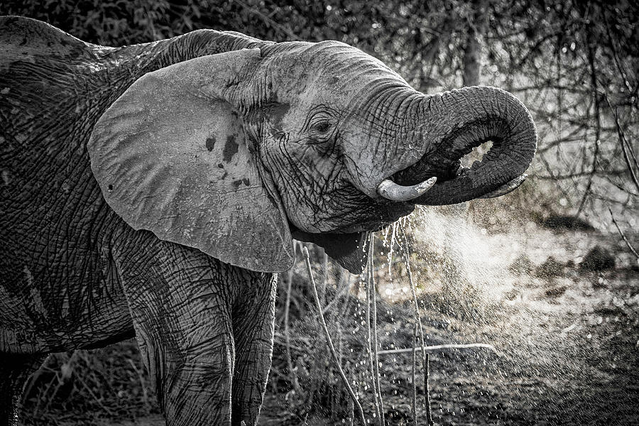 Elephant Bathing Photograph by Fran Gallogly