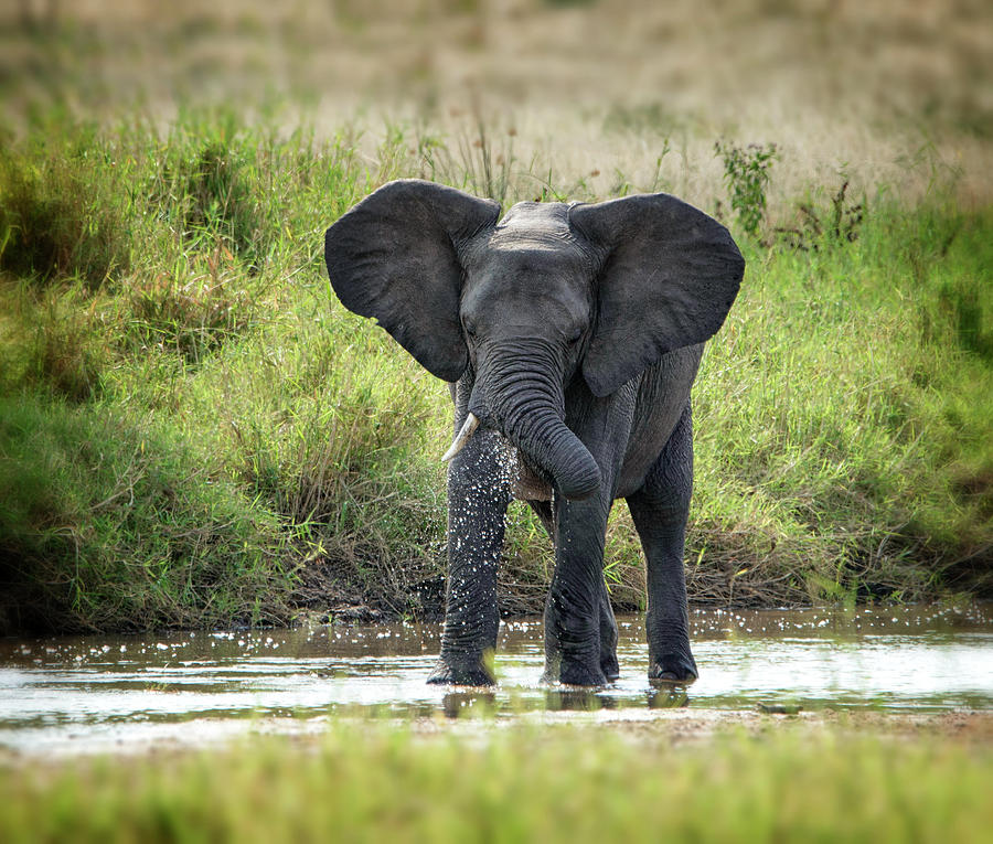Wildlife Photograph - Elephant Bathing by Vicki Jauron