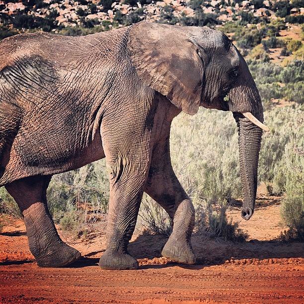 Wildlife Photograph - #elephant #big #beautiful #southafrica by Clarese Greig
