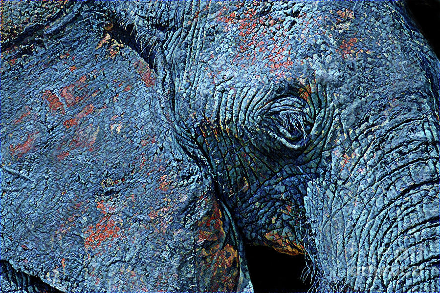 Elephant Blues Photograph by Chris Scroggins