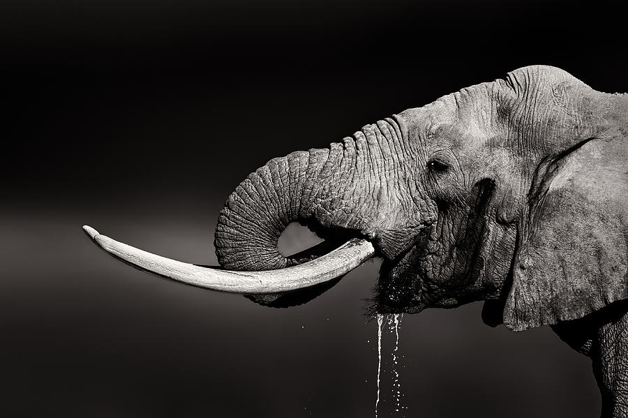 Wildlife Photograph - Elephant bull drinking water - duetone by Johan Swanepoel