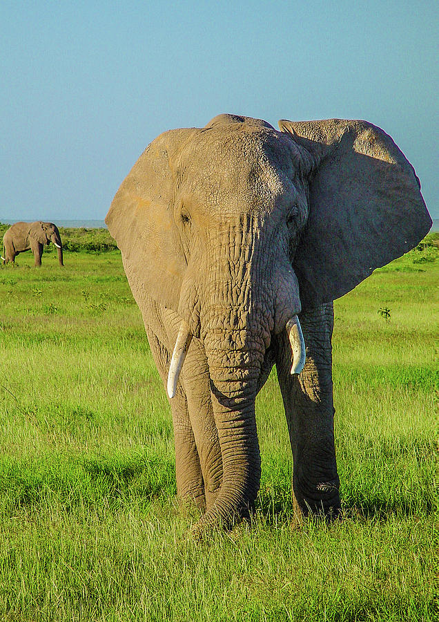 Wildlife Photograph - Elephant Bull in Amboseli by Victoria Wandaho