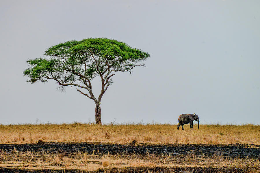 Elephant by Acacia Tree Photograph by Marilyn Burton