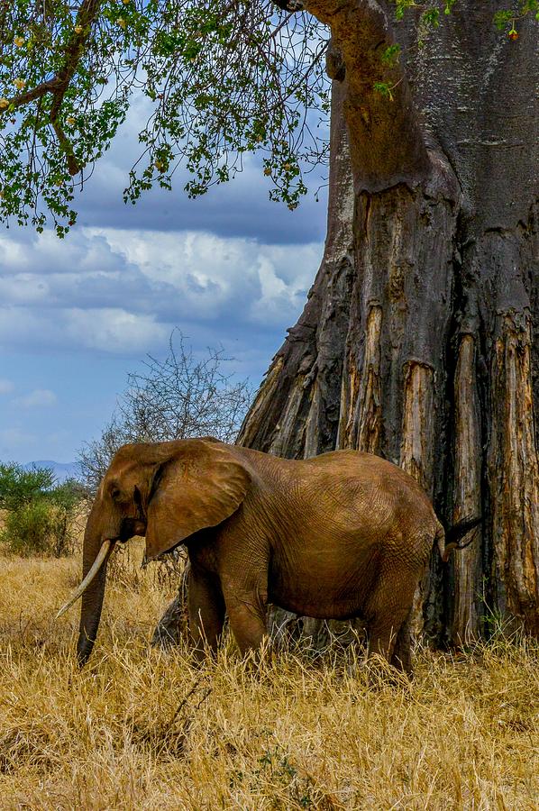 Elephant by Baobab Tree Photograph by Marilyn Burton