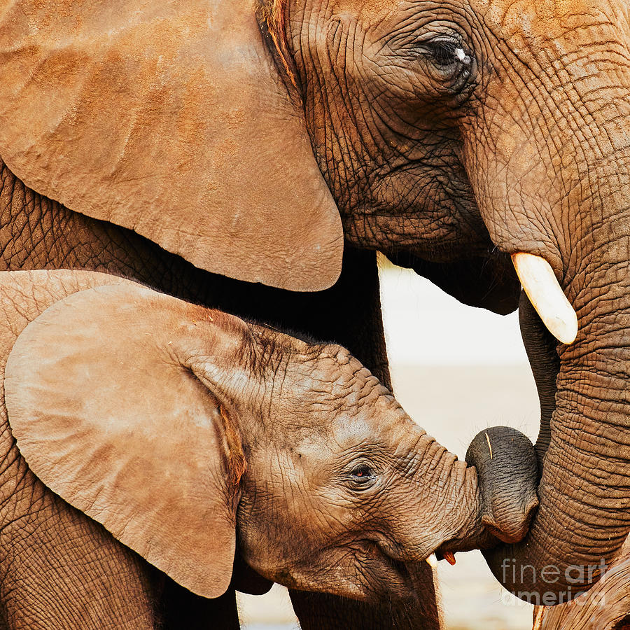 Elephant calf and mother close together Photograph by Nick  Biemans