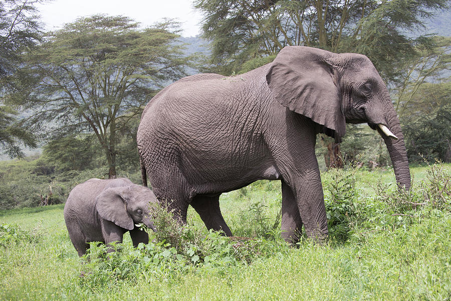 Elephant calf with adult, Ngorongoro Crater, Tanzania Photograph by Karen Foley
