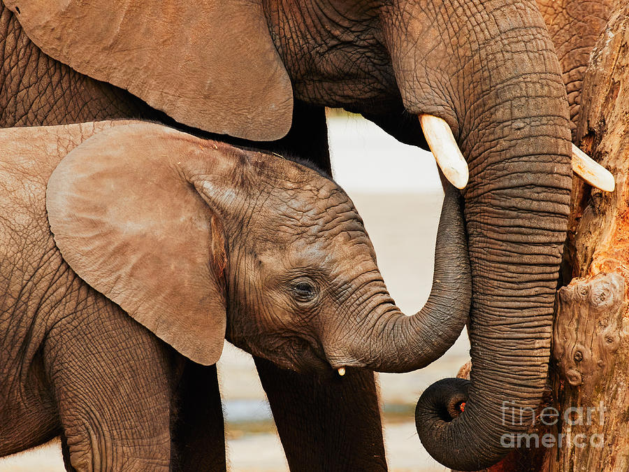 Elephant calf with mother Photograph by Nick  Biemans