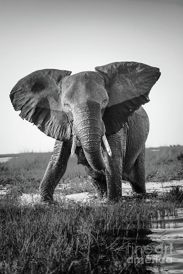 Elephant Charging Black And White Photograph by THP Creative