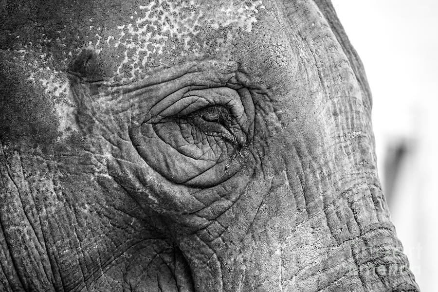 Wildlife Photograph - Elephant by Clare Bambers