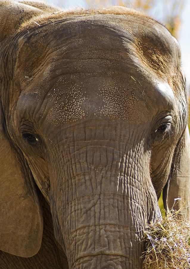 Wildlife Photograph - Elephant Close Up by Shaina Lenz