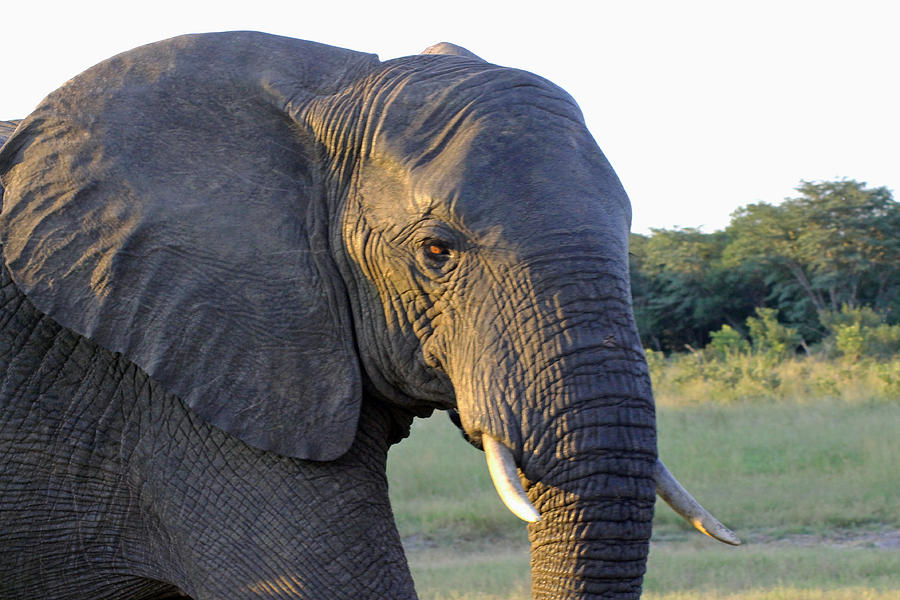 Elephant Close Up Photograph by Tony Murtagh