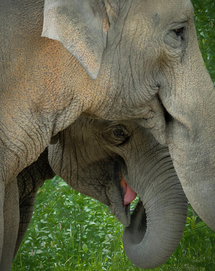 Elephant Closeness Photograph by Jean Noren