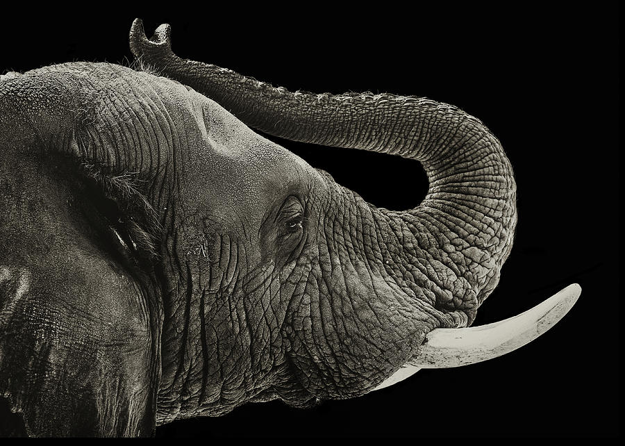 Black And White Photograph - Elephant Closeup Black and White Banner by Good Focused