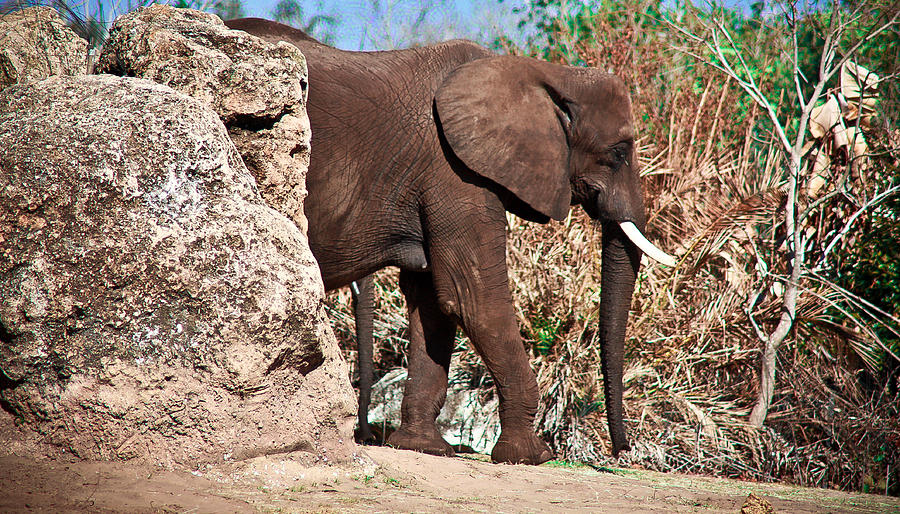 Elephant Coming out Photograph by Michael Albright
