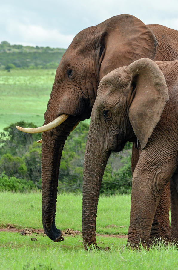 Elephant couple profile Photograph by Gaelyn Olmsted