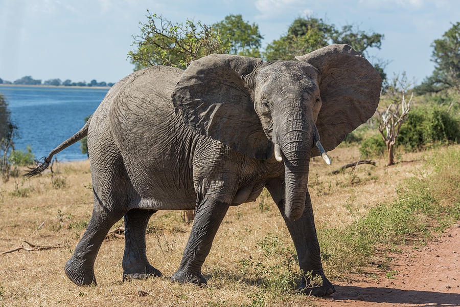 Elephant Crossing Dirt Track Facing Towards Camera Photograph By Ndp 