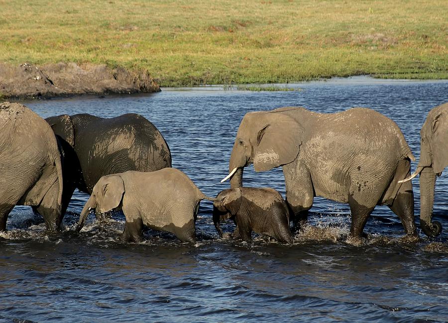 Elephant Crossing Photograph by Jennifer Wheatley Wolf